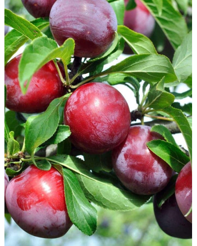 Слива Нектапріум (середня) | Prunus Nectarine Pruim (middle) | Слива Нектаприум (средняя)
