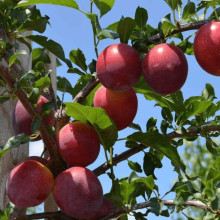 Слива Нектапріум (середня) | Prunus Nectarine Pruim (middle) | Слива Нектаприум (средняя)