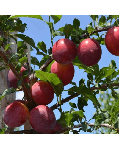 Слива Нектапріум (середня) | Prunus Nectarine Pruim (middle) | Слива Нектаприум (средняя)