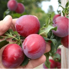 Слива Нектапріум (середня) | Prunus Nectarine Pruim (middle) | Слива Нектаприум (средняя)