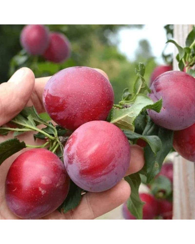 Слива Нектапріум (середня) | Prunus Nectarine Pruim (middle) | Слива Нектаприум (средняя)