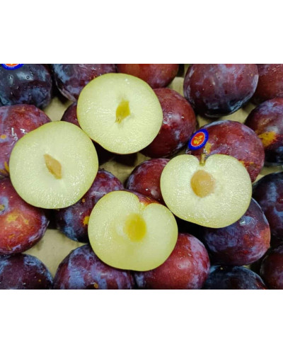 Слива Нектапріум (середня) | Prunus Nectarine Pruim (middle) | Слива Нектаприум (средняя)