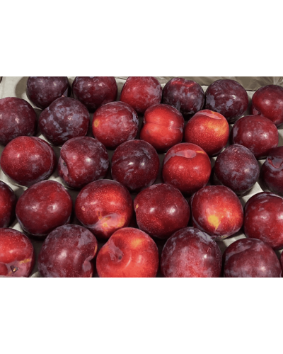 Слива Нектапріум (середня) | Prunus Nectarine Pruim (middle) | Слива Нектаприум (средняя)