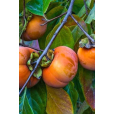 Хурма віргінська Вален Б’юті | Diospyros virginiana Valene Beauty |  Хурма виргинская Вален Бьюти