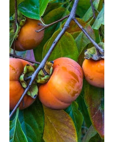 Хурма віргінська Вален Б’юті | Diospyros virginiana Valene Beauty | Хурма виргинская Вален Бьюти