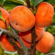 Хурма віргінська Вален Б’юті | Diospyros virginiana Valene Beauty |  Хурма виргинская Вален Бьюти