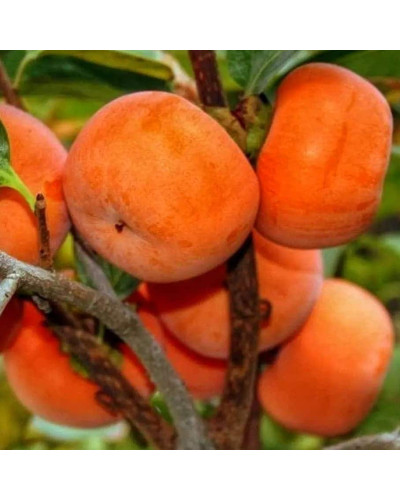 Хурма віргінська Вален Б’юті | Diospyros virginiana Valene Beauty | Хурма виргинская Вален Бьюти