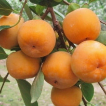 Хурма віргінська Вален Б’юті | Diospyros virginiana Valene Beauty |  Хурма виргинская Вален Бьюти