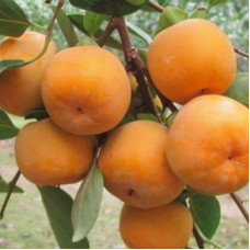 Хурма віргінська Вален Б’юті | Diospyros virginiana Valene Beauty |  Хурма виргинская Вален Бьюти