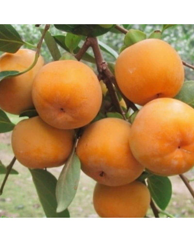 Хурма віргінська Вален Б’юті | Diospyros virginiana Valene Beauty | Хурма виргинская Вален Бьюти