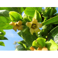 Хурма віргінська Вален Б’юті | Diospyros virginiana Valene Beauty |  Хурма виргинская Вален Бьюти
