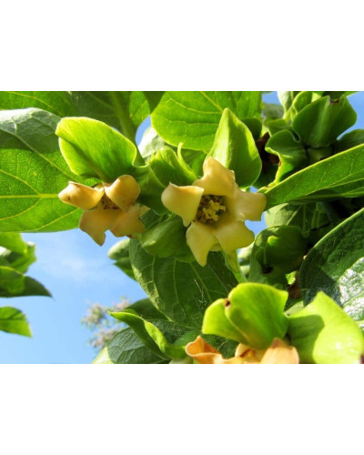 Хурма віргінська Вален Б’юті | Diospyros virginiana Valene Beauty | Хурма виргинская Вален Бьюти