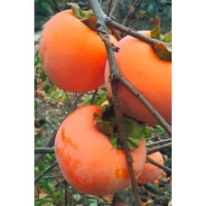 Хурма Голден Квін самоплідна | Diospyros kaki ‘Golden Queen’ | Хурма Голден Квин самоплодная