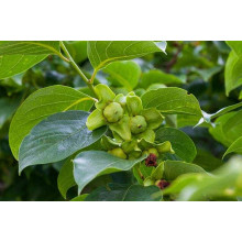 Хурма Голден Квін самоплідна | Diospyros kaki ‘Golden Queen’ | Хурма Голден Квин самоплодная