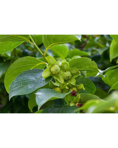 Хурма Голден Квін самоплідна | Diospyros kaki ‘Golden Queen’ | Хурма Голден Квин самоплодная