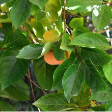 Хурма Голден Квін самоплідна | Diospyros kaki ‘Golden Queen’ | Хурма Голден Квин самоплодная
