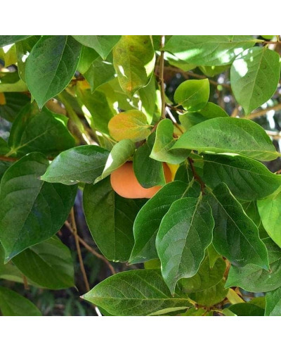 Хурма Голден Квін самоплідна | Diospyros kaki ‘Golden Queen’ | Хурма Голден Квин самоплодная
