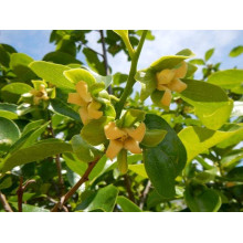 Хурма Голден Квін самоплідна | Diospyros kaki ‘Golden Queen’ | Хурма Голден Квин самоплодная