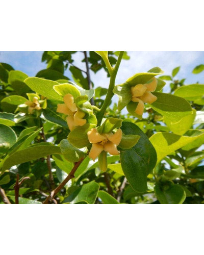 Хурма Голден Квін самоплідна | Diospyros kaki ‘Golden Queen’ | Хурма Голден Квин самоплодная