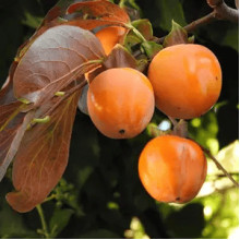 Хурма Голден Квін самоплідна | Diospyros kaki ‘Golden Queen’ | Хурма Голден Квин самоплодная