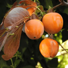 Хурма Голден Квін самоплідна | Diospyros kaki ‘Golden Queen’ | Хурма Голден Квин самоплодная