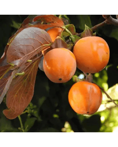 Хурма Голден Квін самоплідна | Diospyros kaki ‘Golden Queen’ | Хурма Голден Квин самоплодная