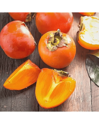 Хурма Голден Квін самоплідна | Diospyros kaki ‘Golden Queen’ | Хурма Голден Квин самоплодная