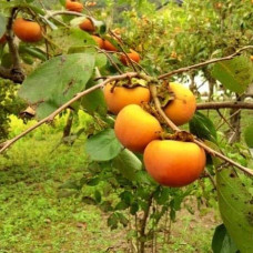 Хурма Голден Квін самоплідна | Diospyros kaki ‘Golden Queen’ | Хурма Голден Квин самоплодная