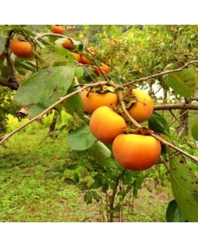 Хурма Голден Квін самоплідна | Diospyros kaki ‘Golden Queen’ | Хурма Голден Квин самоплодная