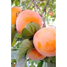Хурма Українка (рання) самоплідна | Diospyros kaki ‘Ukrainka’ | Хурма Украинка (ранняя) самоплодная