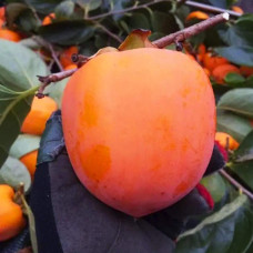 Хурма Українка (рання) самоплідна | Diospyros kaki ‘Ukrainka’ | Хурма Украинка (ранняя) самоплодная