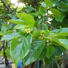 Хурма Українка (рання) самоплідна | Diospyros kaki ‘Ukrainka’ | Хурма Украинка (ранняя) самоплодная