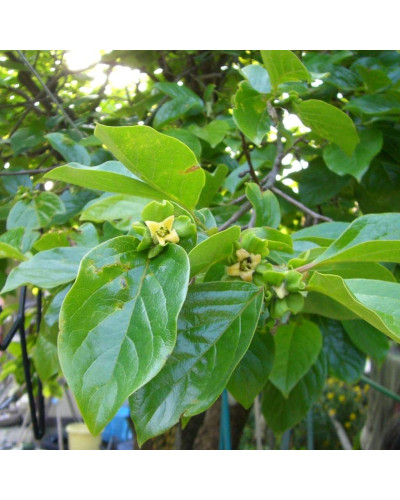Хурма Українка (рання) самоплідна | Diospyros kaki ‘Ukrainka’ | Хурма Украинка (ранняя) самоплодная