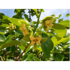 Хурма Українка (рання) самоплідна | Diospyros kaki ‘Ukrainka’ | Хурма Украинка (ранняя) самоплодная