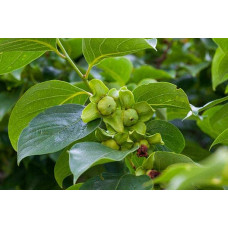 Хурма Українка (рання) самоплідна | Diospyros kaki ‘Ukrainka’ | Хурма Украинка (ранняя) самоплодная