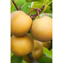 Груша азійська ‘Чоюро’|Pyrus pyrifolia ‘Chojuro’|Груша азиатская ‘Чоюро’