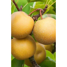 Груша азійська ‘Чоюро’|Pyrus pyrifolia ‘Chojuro’|Груша азиатская ‘Чоюро’