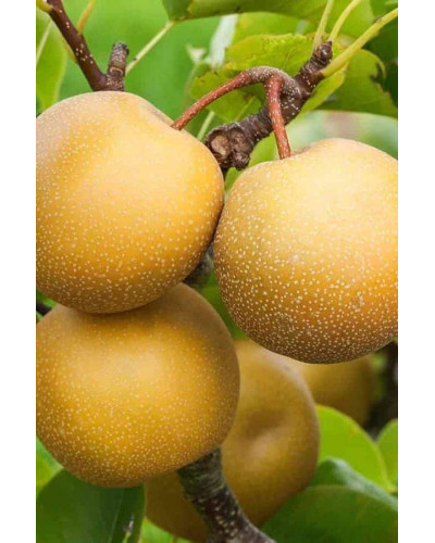 Груша азійська ‘Чоюро’|Pyrus pyrifolia ‘Chojuro’|Груша азиатская ‘Чоюро’