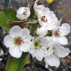 Груша азійська ‘Чоюро’|Pyrus pyrifolia ‘Chojuro’|Груша азиатская ‘Чоюро’