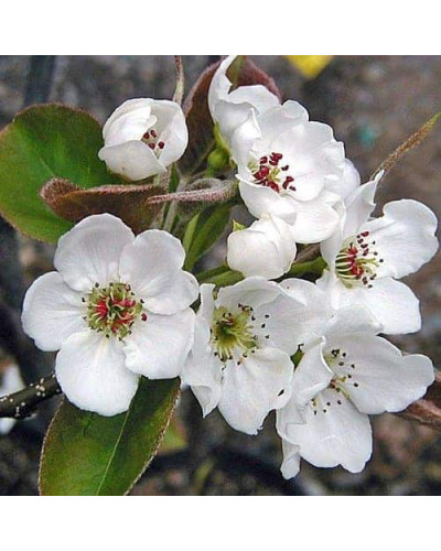 Груша азійська ‘Чоюро’|Pyrus pyrifolia ‘Chojuro’|Груша азиатская ‘Чоюро’