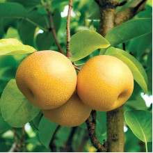 Груша азійська ‘Чоюро’|Pyrus pyrifolia ‘Chojuro’|Груша азиатская ‘Чоюро’