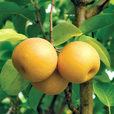 Груша азійська ‘Чоюро’|Pyrus pyrifolia ‘Chojuro’|Груша азиатская ‘Чоюро’