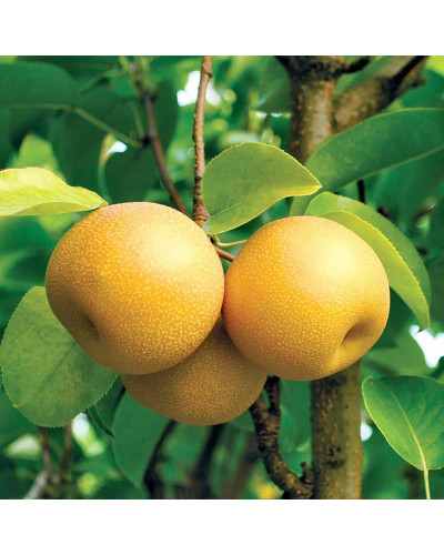 Груша азійська ‘Чоюро’|Pyrus pyrifolia ‘Chojuro’|Груша азиатская ‘Чоюро’