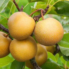 Груша азійська ‘Чоюро’|Pyrus pyrifolia ‘Chojuro’|Груша азиатская ‘Чоюро’