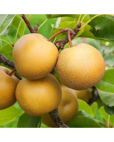 Груша азійська ‘Чоюро’|Pyrus pyrifolia ‘Chojuro’|Груша азиатская ‘Чоюро’
