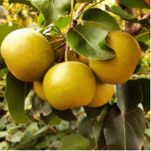 Груша азійська ‘Чоюро’|Pyrus pyrifolia ‘Chojuro’|Груша азиатская ‘Чоюро’