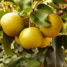 Груша азійська ‘Чоюро’|Pyrus pyrifolia ‘Chojuro’|Груша азиатская ‘Чоюро’