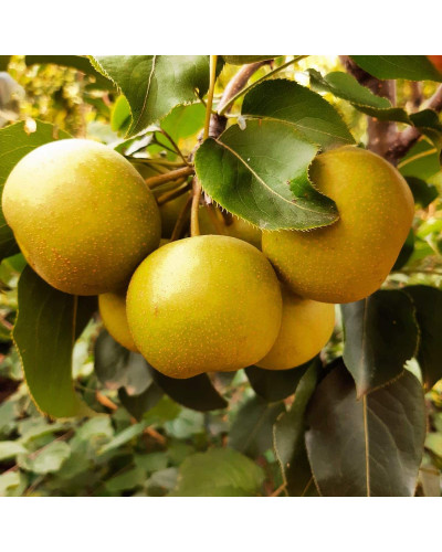 Груша азійська ‘Чоюро’|Pyrus pyrifolia ‘Chojuro’|Груша азиатская ‘Чоюро’