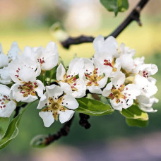 Груша азійська ‘Чоюро’|Pyrus pyrifolia ‘Chojuro’|Груша азиатская ‘Чоюро’