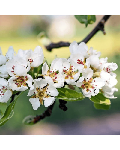 Груша азійська ‘Чоюро’|Pyrus pyrifolia ‘Chojuro’|Груша азиатская ‘Чоюро’